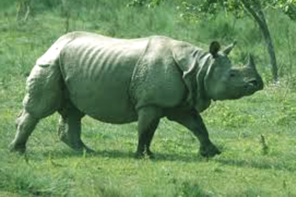 Gorakhpur To Nepal Tour Package With Chitwan