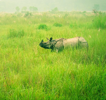 Chitwan Tour, Nepal