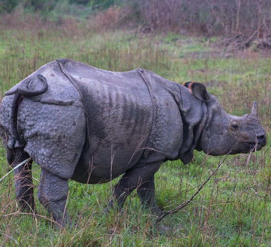 Wildlife & Nature Tours